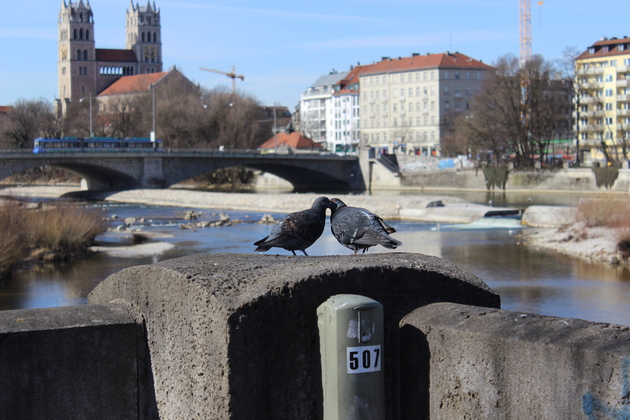 Tauben an der Isar